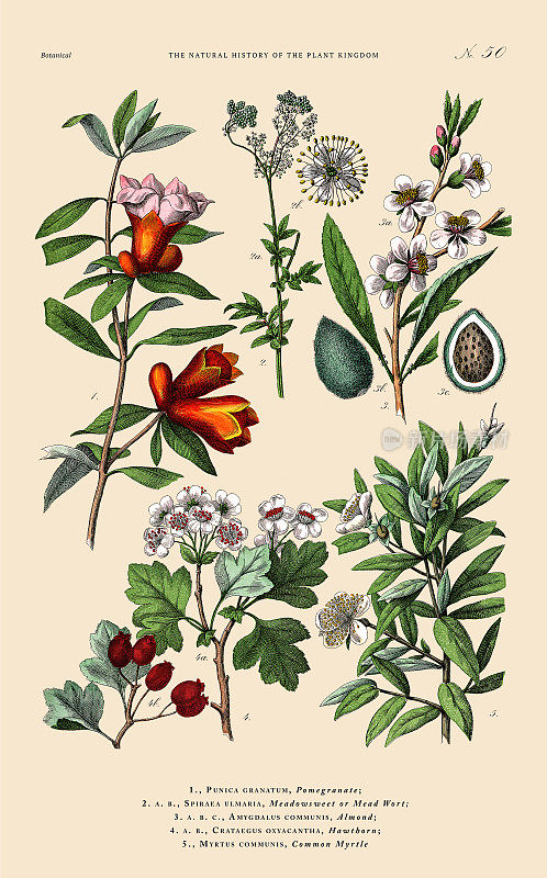 手工着色的植物雕刻，植物王国的历史，维多利亚植物插图，50版，大约1853年