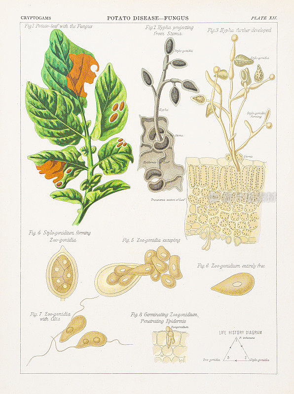 马铃薯病害真菌色版印刷1883年