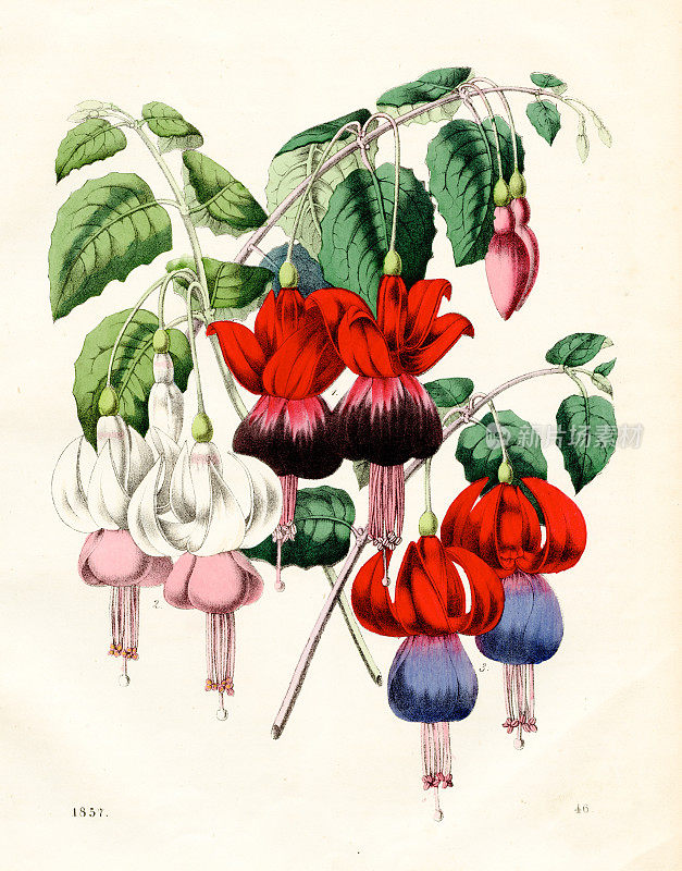 紫红色杂交花彩色板插图1857