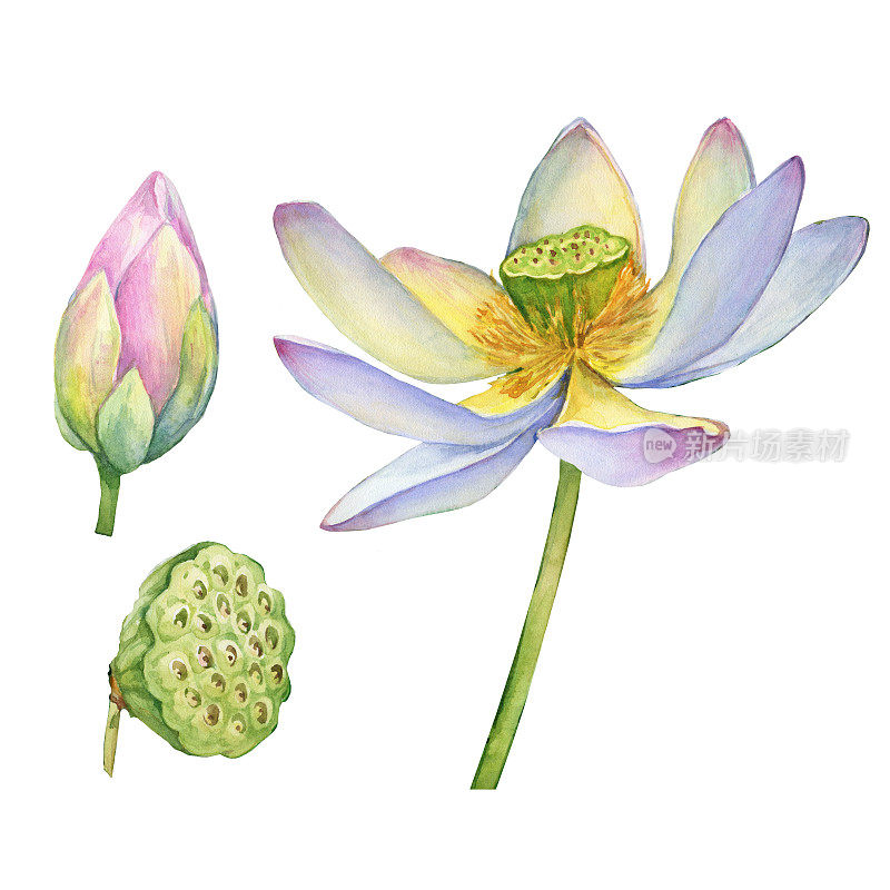 一套印度神圣的莲花，有叶，籽头，芽(也称为埃及豆，莲)。水彩手绘插图孤立的白色背景。