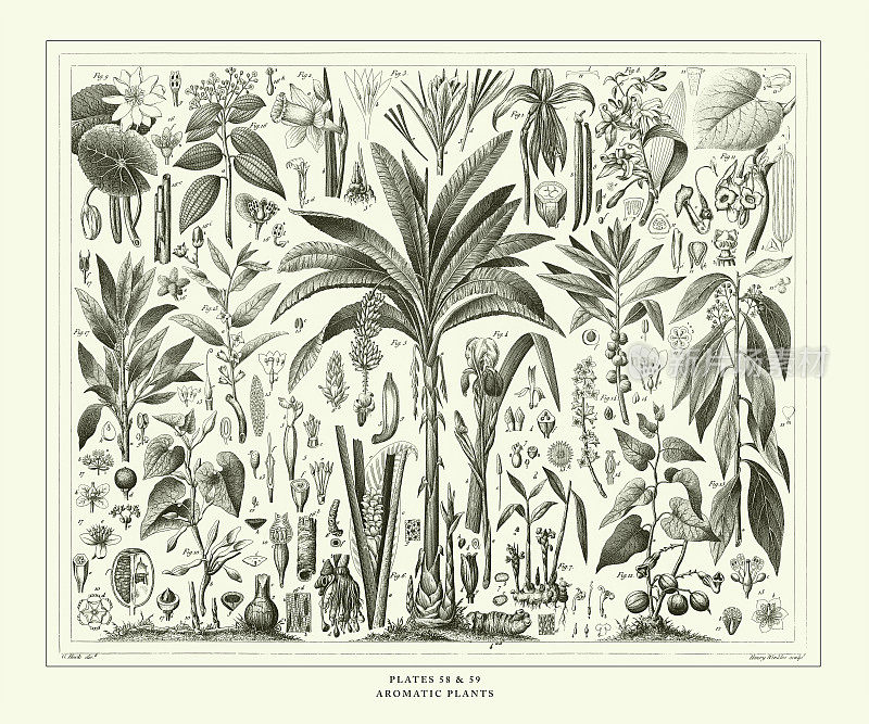 雕刻古玩，芳香植物雕刻古玩插图，1851年出版