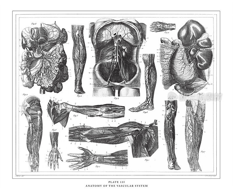 解剖血管系统雕刻古董插图，出版于1851年