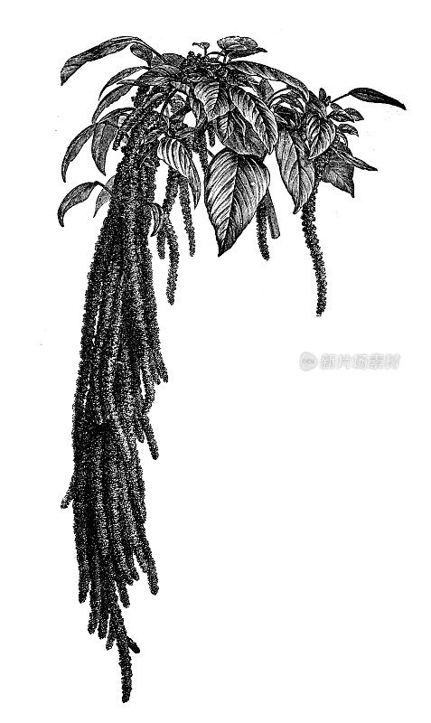 古植物学插图:尾苋，爱之花，垂苋，流苏花，天鹅绒花，狐尾苋