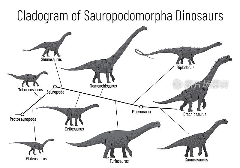 蜥脚类恐龙的分枝图。显示蜥脚类动物-原蜥脚类动物，蜥脚类动物，大纲蜥脚类动物关系的单色向量图解。白色背景上的恐龙