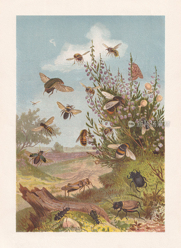 《石南丛中的昆虫生活》，1884年出版
