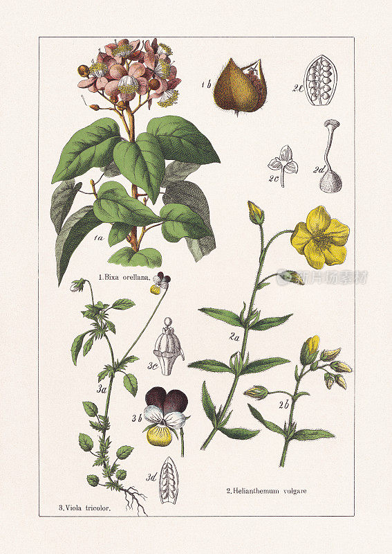 比溪科，壶藤科，堇菜科，色版画，出版于1895年
