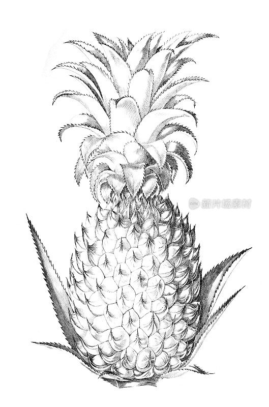 19世纪的菠萝雕刻