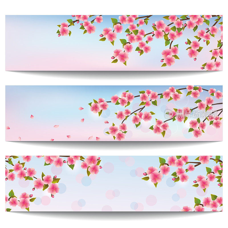 一套美丽的横幅与粉红色樱花树