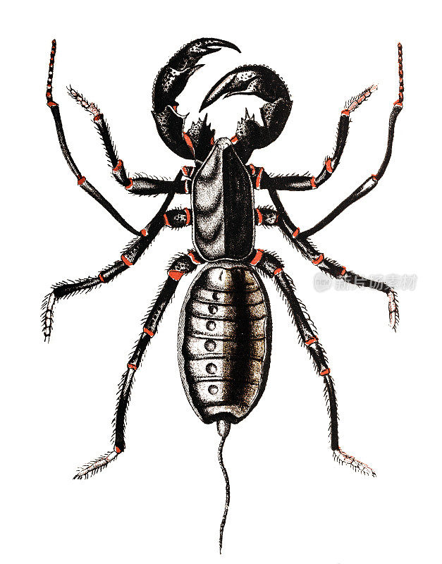 水蝎属蛛形目，由俗称鞭蝎或醋蝎的无脊椎动物组成