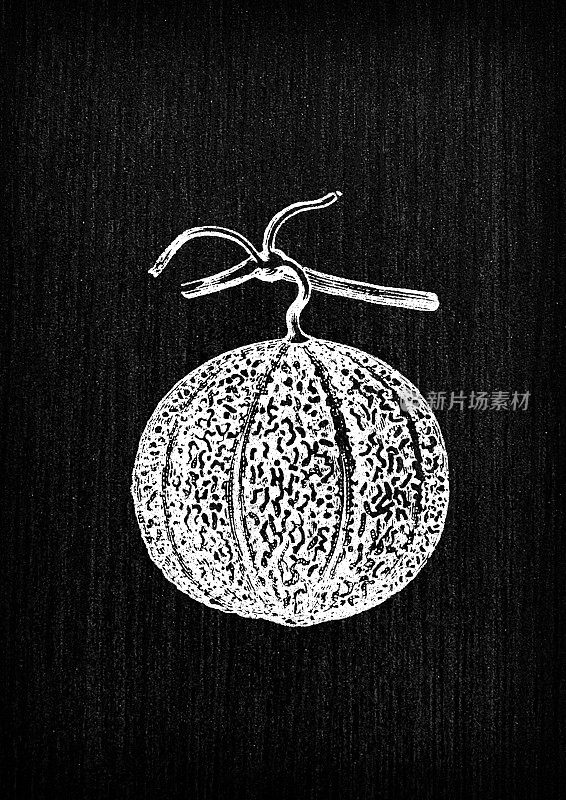 植物学蔬菜植物古董雕刻插图:阿灵顿瓜，香橼瓜