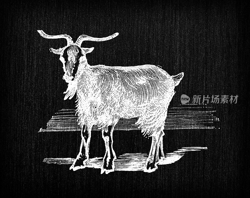 古色古香的法国版画插图:山羊