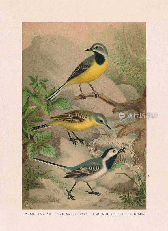 雀形目:摇尾，彩色版，出版于1887年