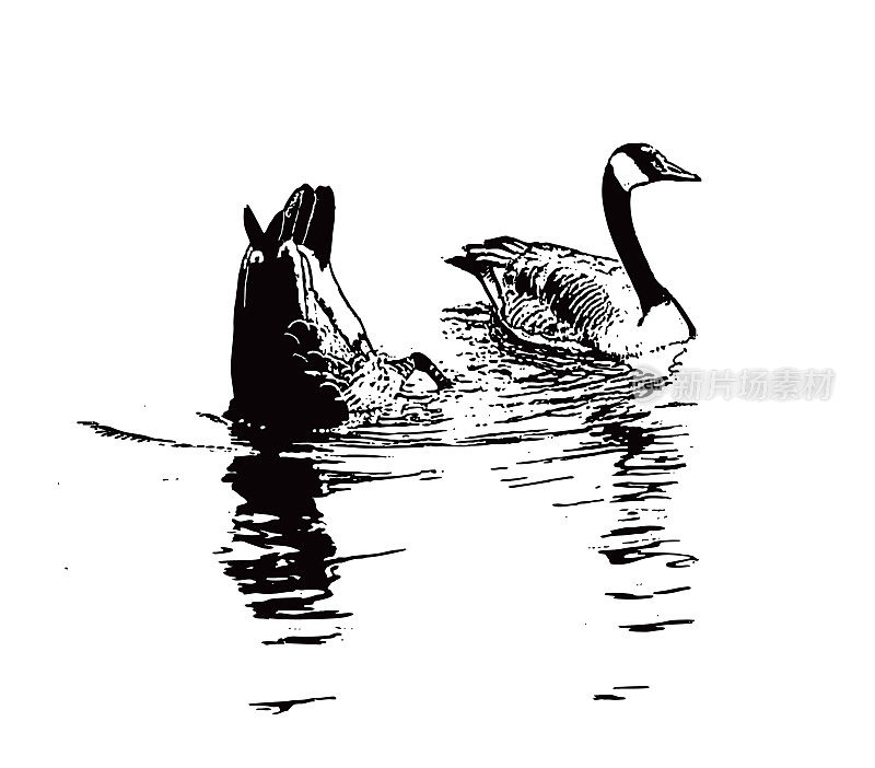 漂浮在水面上的加拿大鹅