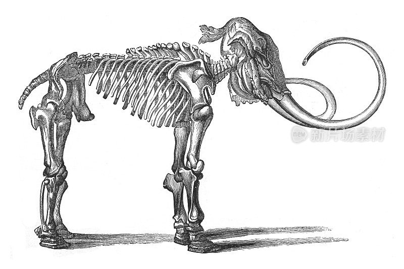 猛犸象的骨架-古老的雕刻插图