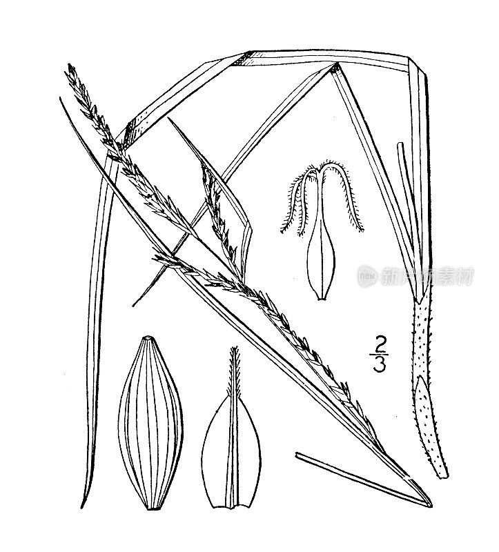 古植物学植物插图:草苔草、夏莎草