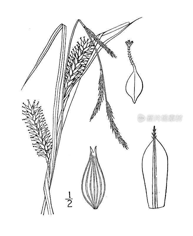 古植物学植物插图:苔草、河岸莎草