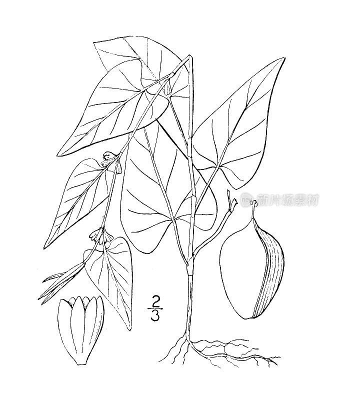 古植物学植物插图:旋花蓼、黑结花