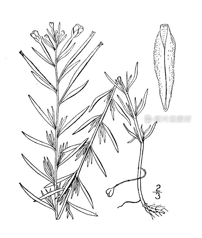 古植物学植物插图:柳叶、柳叶
