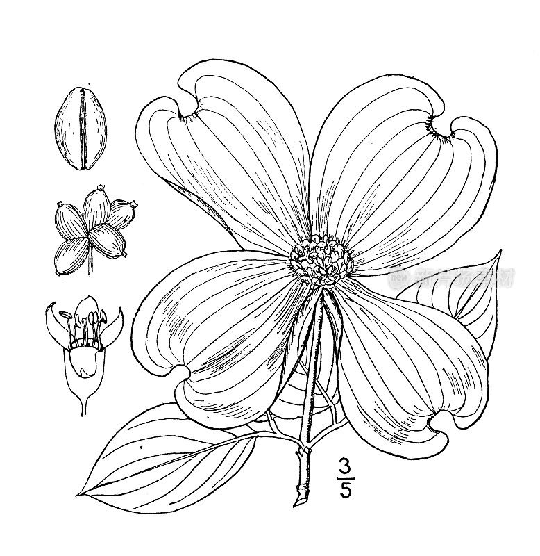 古董植物学植物插图:佛罗里达山茱萸，开花山茱萸
