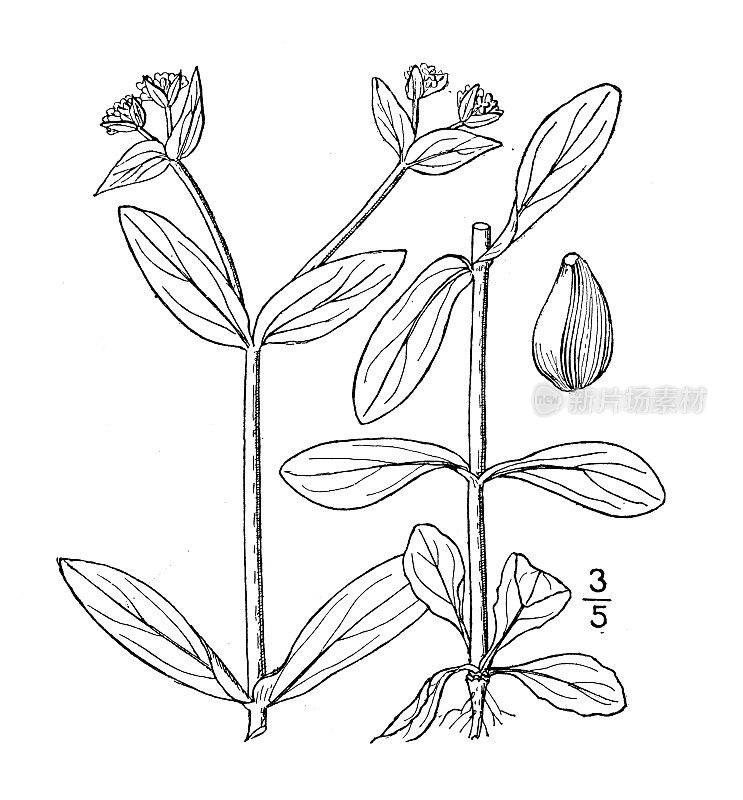 古植物学植物插图:藜叶缬草，鹅脚玉米沙拉