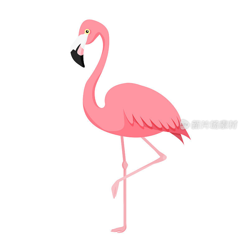 粉红色火烈鸟插图孤立在白色背景