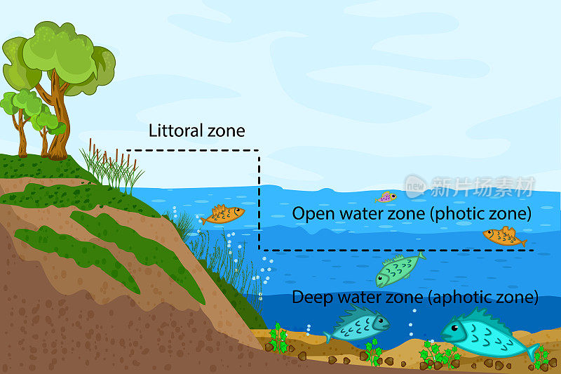 湖泊生态系统。湖泊水体信息图的分区。池塘或河流淡水区图表与文本的教育。