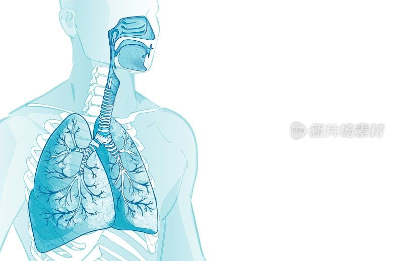人体呼吸系统，肺，肺泡的三维矢量。内喉鼻节气门解剖。人身体部位。手溺解剖图