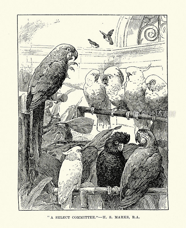 年份插图选择委员会凤头鹦鹉，鸟类，1890年代，19世纪