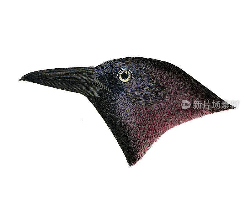 1874年，紫色白头翁鸟头水彩画平版