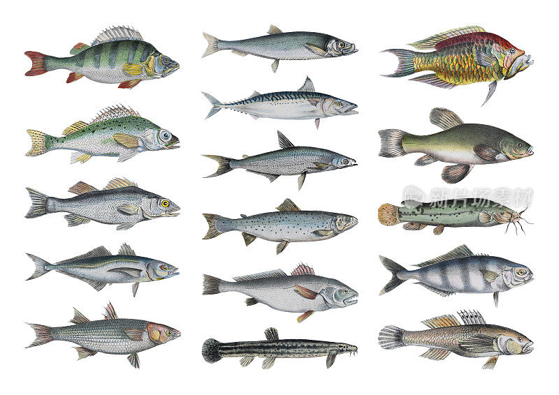 鱼集合-老式彩色插图孤立在白色背景上