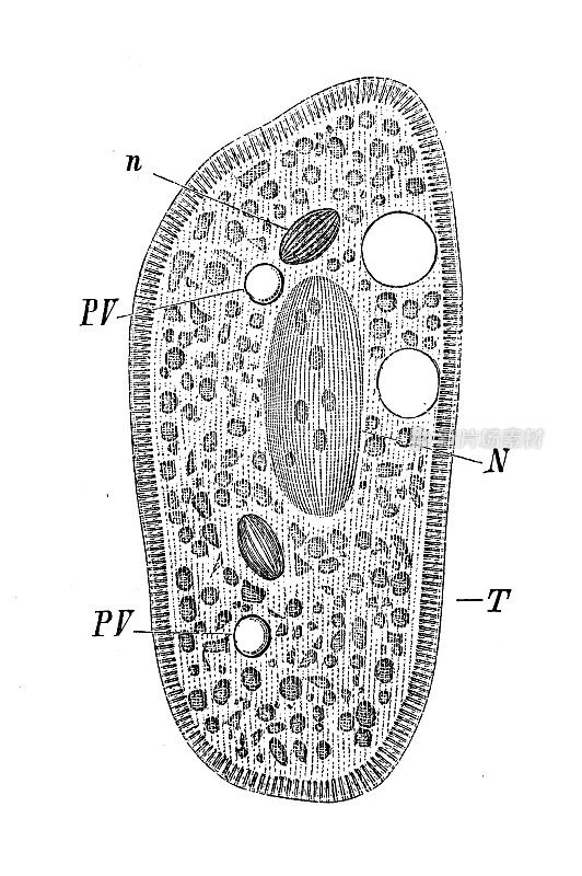 仿古生物动物学图像:布氏草履虫