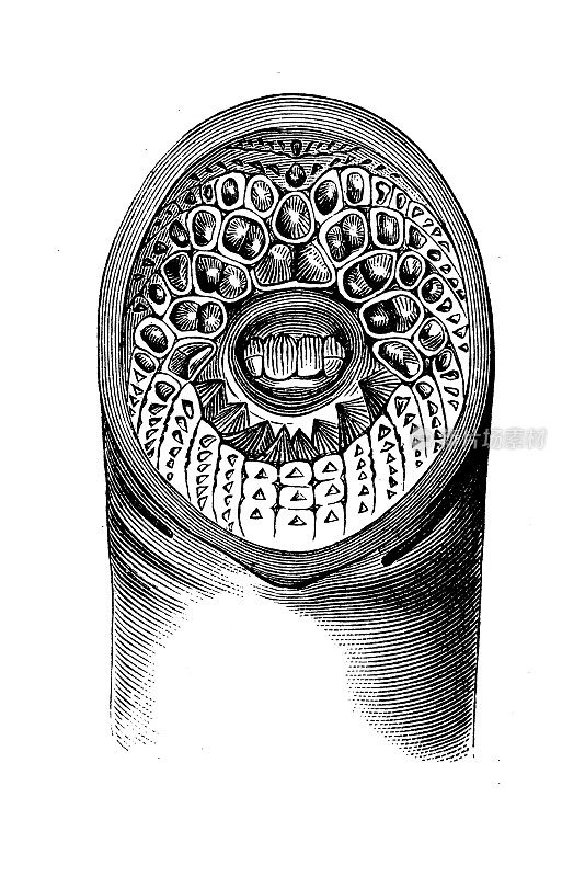 仿古生物动物学图像:海石龙