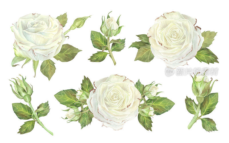 白玫瑰的组合。水彩插图。孤立在白色背景上。适用于贴纸、盘子、贺卡、文具、化妆品、香水包装、婚庆请帖的设计