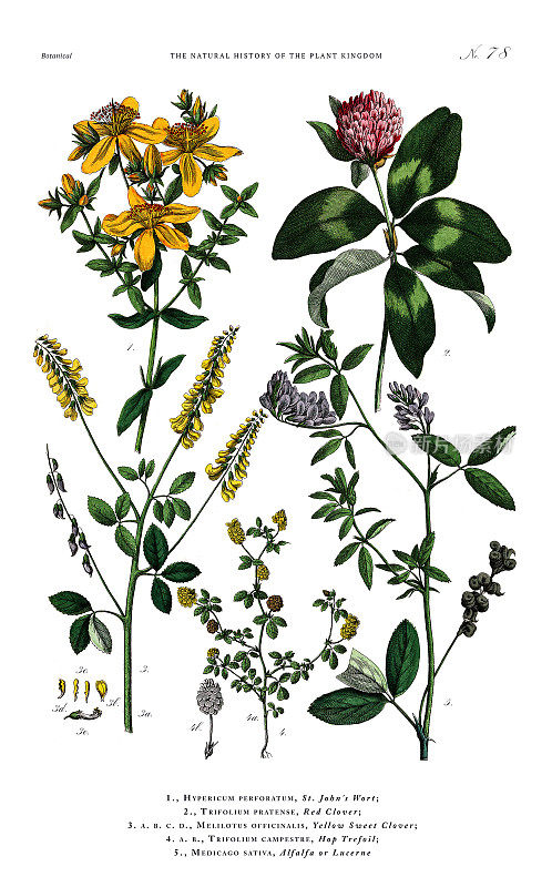 古董植物雕刻，植物王国的历史，维多利亚植物插图，盘78，大约1853年
