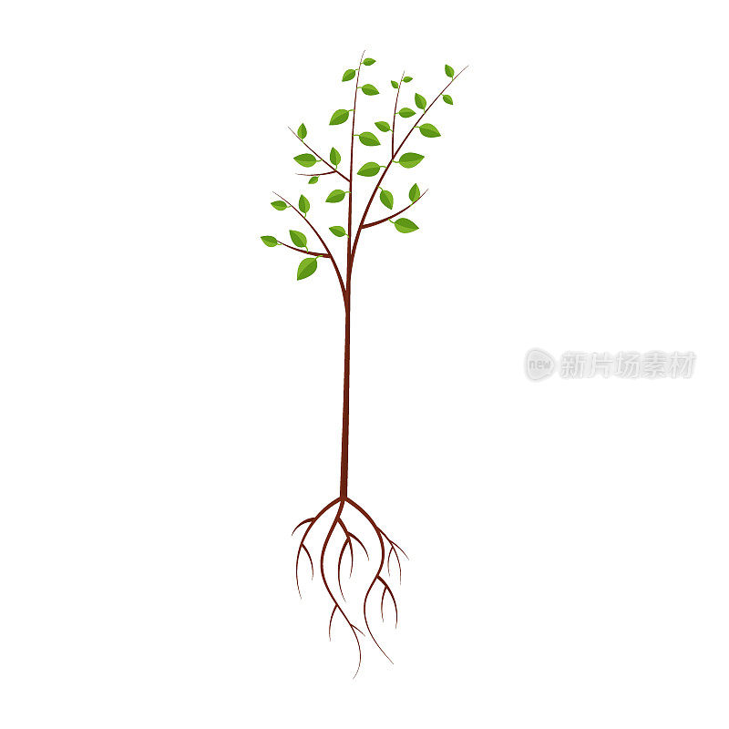 树与根，矢量插图