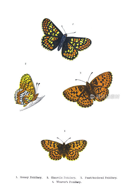 英国蝴蝶插图-手工彩色雕刻