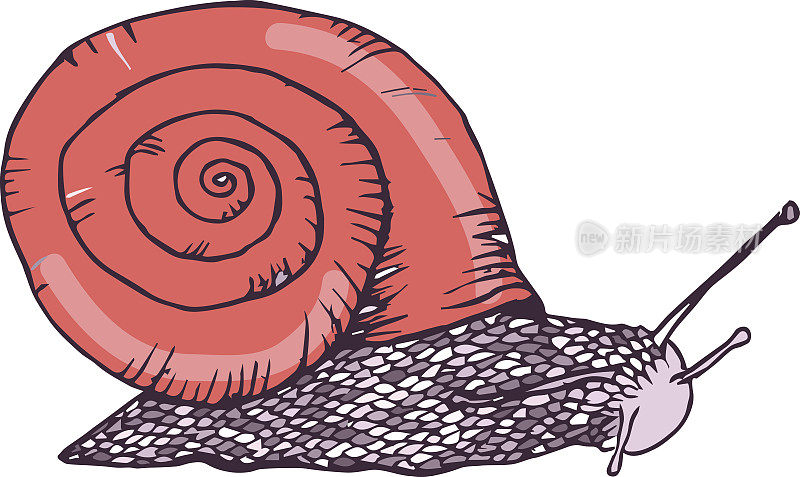 彩色手绘蜗牛