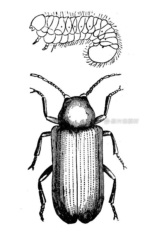 守死甲虫(纹状厌食症甲虫)和幼虫的古老插图