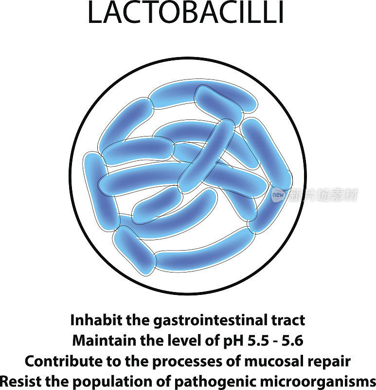 乳酸菌的结构与功能。信息图。矢量插图在孤立的背景。