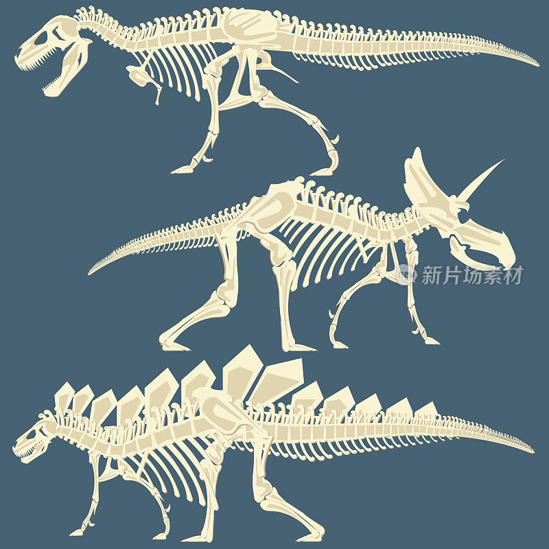 恐龙骨架的图像