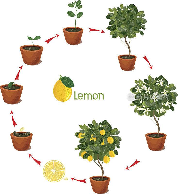 从种子生长到柠檬树的植物。植物生命周期