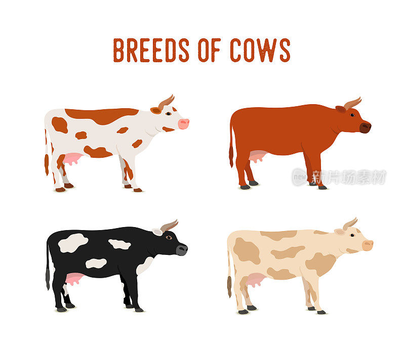 病媒牛品种-奶牛农场，屠宰场用牛