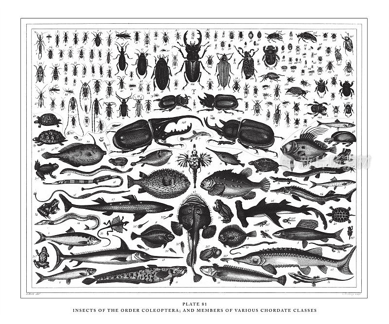 鞘翅目昆虫及脊索目各纲昆虫雕刻古画插图，1851年出版