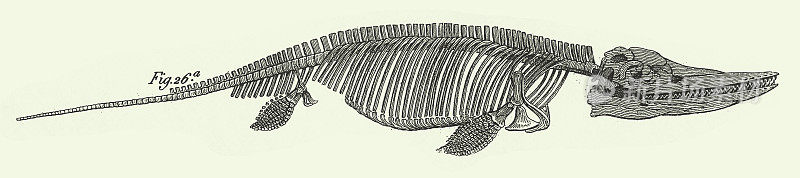 历史年份，侏罗纪化石，化石，骨骼和足迹雕刻古董插图，出版于1851年