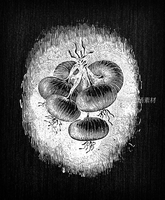 植物学蔬菜植物仿古雕刻插图:白洋葱