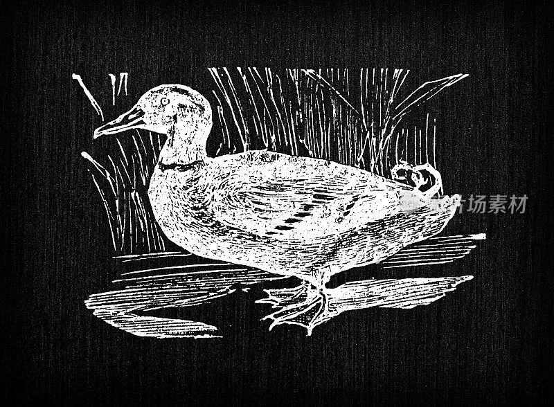 古色古香的法国版画插图:鸭子