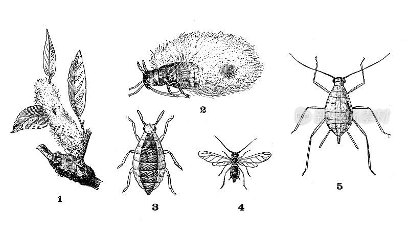 古董插图:蚜虫