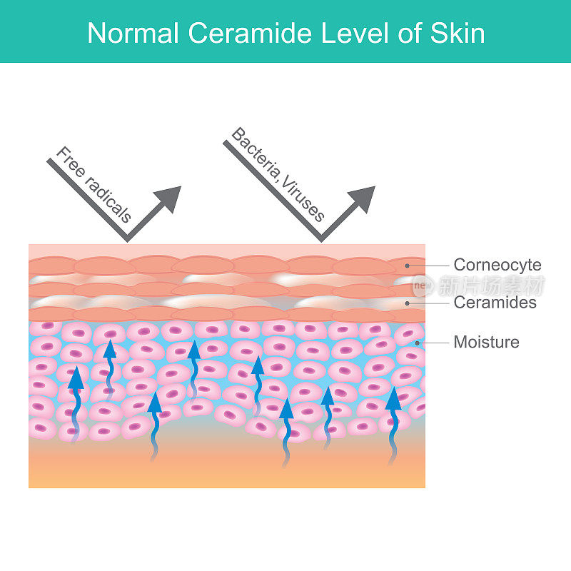 皮肤的正常乳霜水平。人体皮肤层说明说明皮肤中葡萄糖神经酰胺和水分的正常水平。“n
