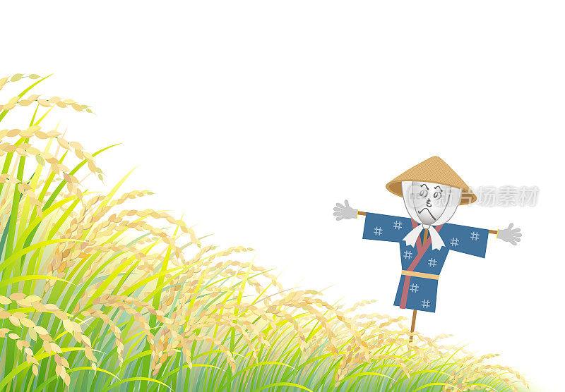 稻田，孤立在白色的背景上。