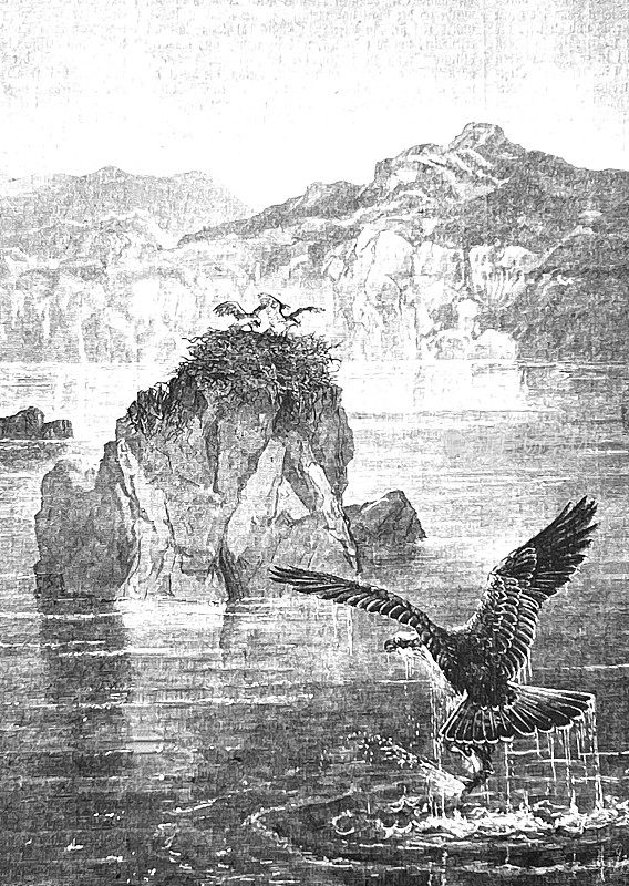 尼斯湖鹰巢